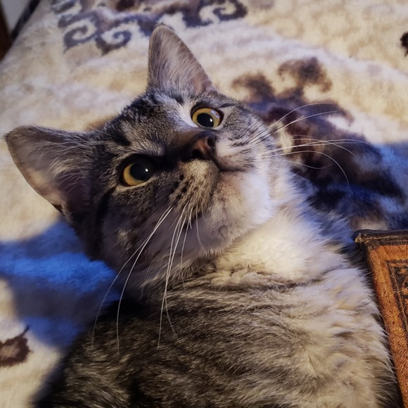 Meet your Posher, Hailey - Picture 1 of 1